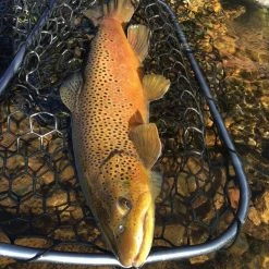 Nets Rising - Lunker Net | 24