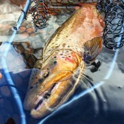 Rising - Boat Net | 38″ Handle Nets