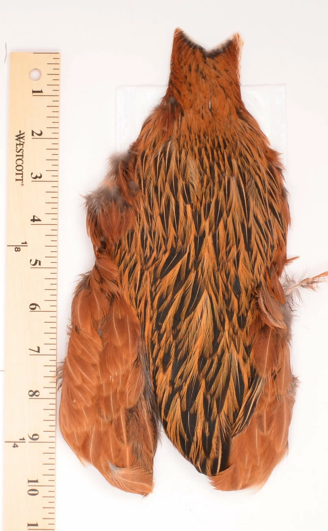 Whiting Farms - 4B's Hen Capes 2 Whiting Farms - 4B's Hen Capes