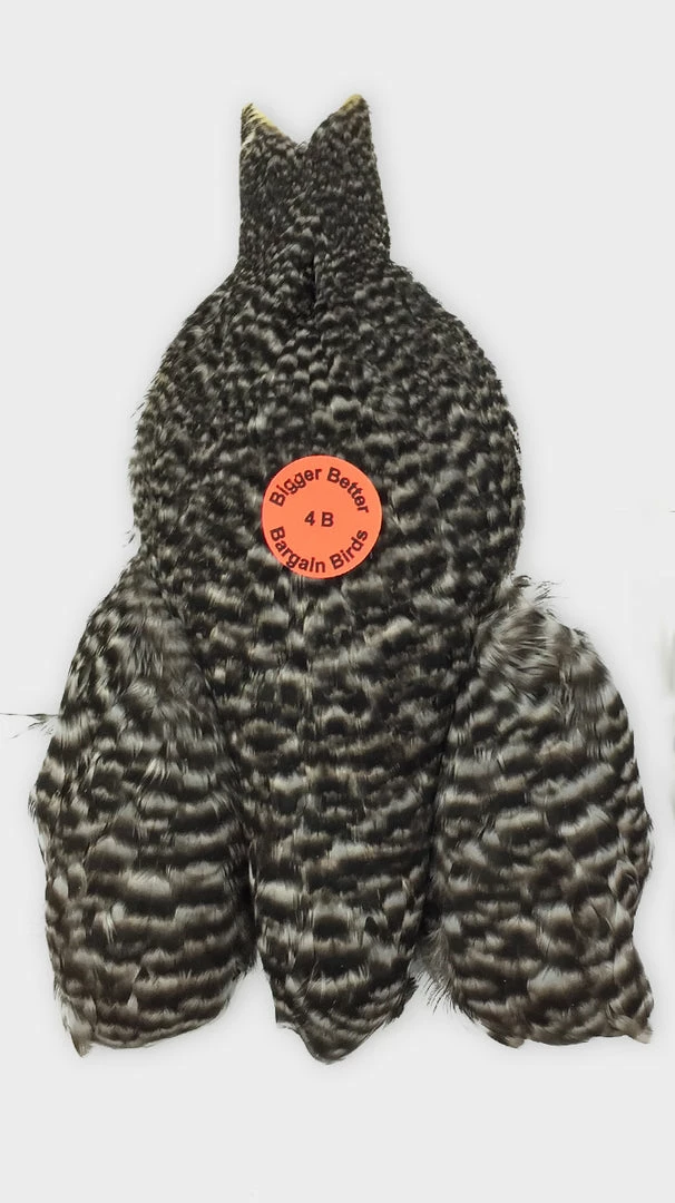 Whiting Farms - 4B's Hen Capes 1 Whiting Farms - 4B's Hen Capes