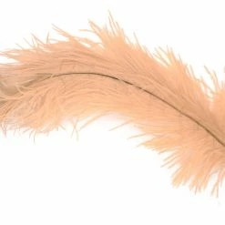 25% Off - Ostrich Plume By Rumpf Ostrich & Emu