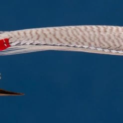 Dette Flies Joe's Smelt