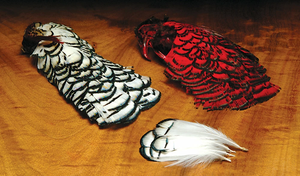 Hareline Lady Amherst Heads 1 Hareline Lady Amherst Heads